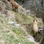 Cheddar Gorge
